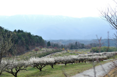 plum field .5