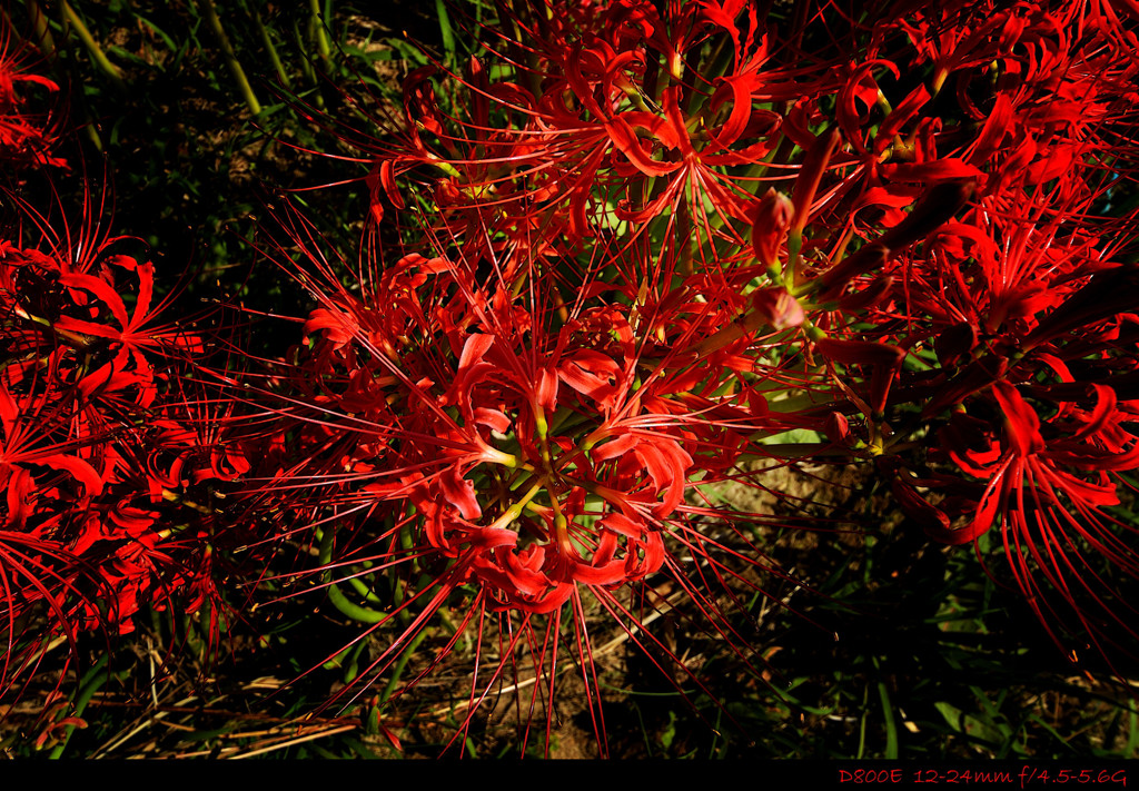 spider lily.J