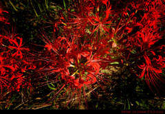 spider lily.J
