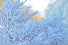 樹氷