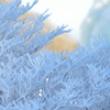 樹氷