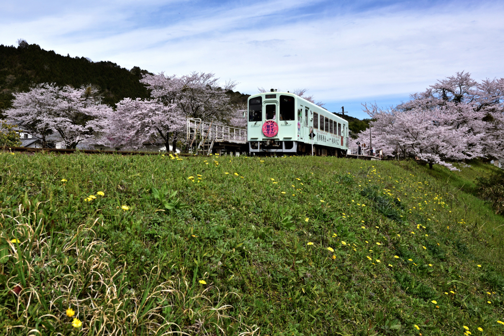  土手にたんぽぽ　.