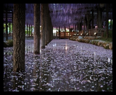 wisteria violet.3