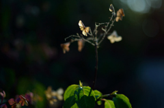 枯陽花　Ｂ