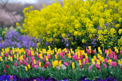 Jardin de la tulipe .1