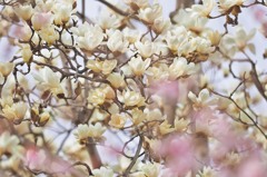 spring＋coat.3