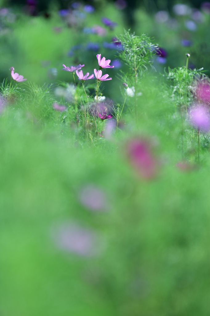 Cosmos bipinnatus .