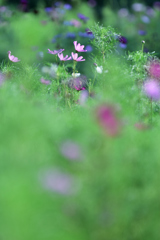 Cosmos bipinnatus .