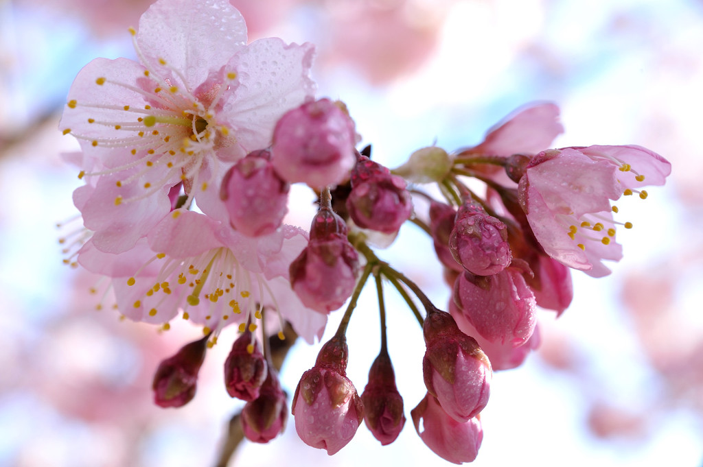 cherry blossom.1