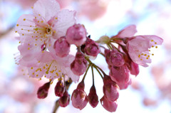 cherry blossom.1