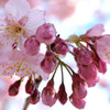 cherry blossom.1