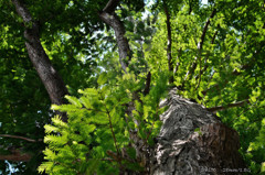 あっというまに