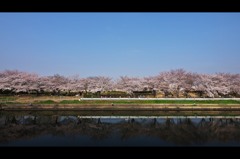 　　平　桜