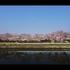 　　平　桜