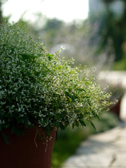 relaxation　Garden C