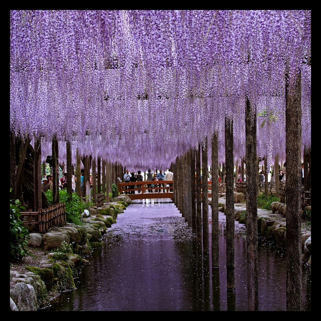 wisteria violet.2