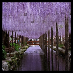 wisteria violet.2