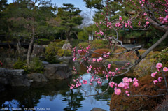 春の存在感