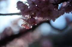 Teardrop.3