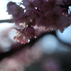Teardrop.3