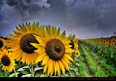 Sunflower.2