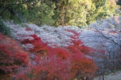 four-season cherry.9