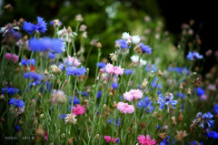 fleurette.un