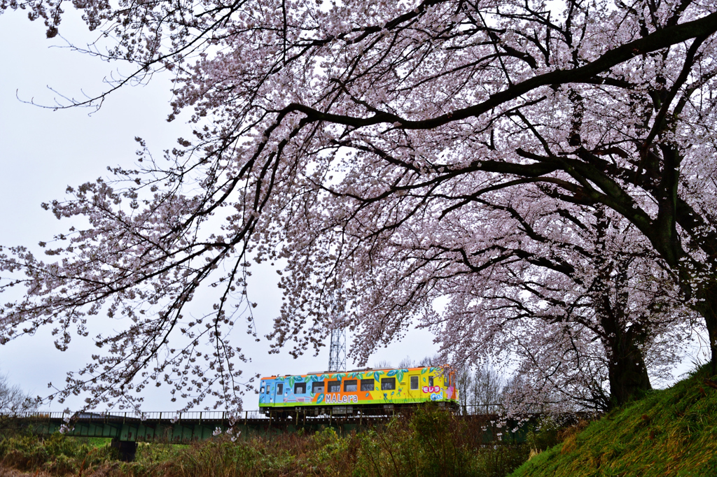 　覆 桜　.