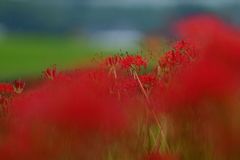  は じ ま り は い つ も 雨　.