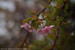 寒桜（河津桜）