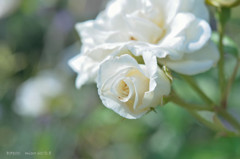 wonderful morning .1