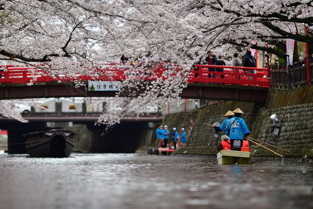 　桜 水 都 .