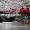 　桜 水 都 .