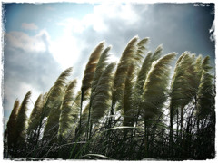 on the wind.3