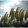 on the wind.3