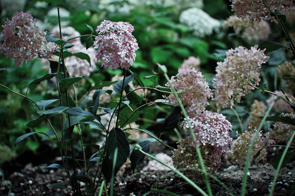 Hydrangea For galleries3