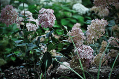 Hydrangea For galleries3