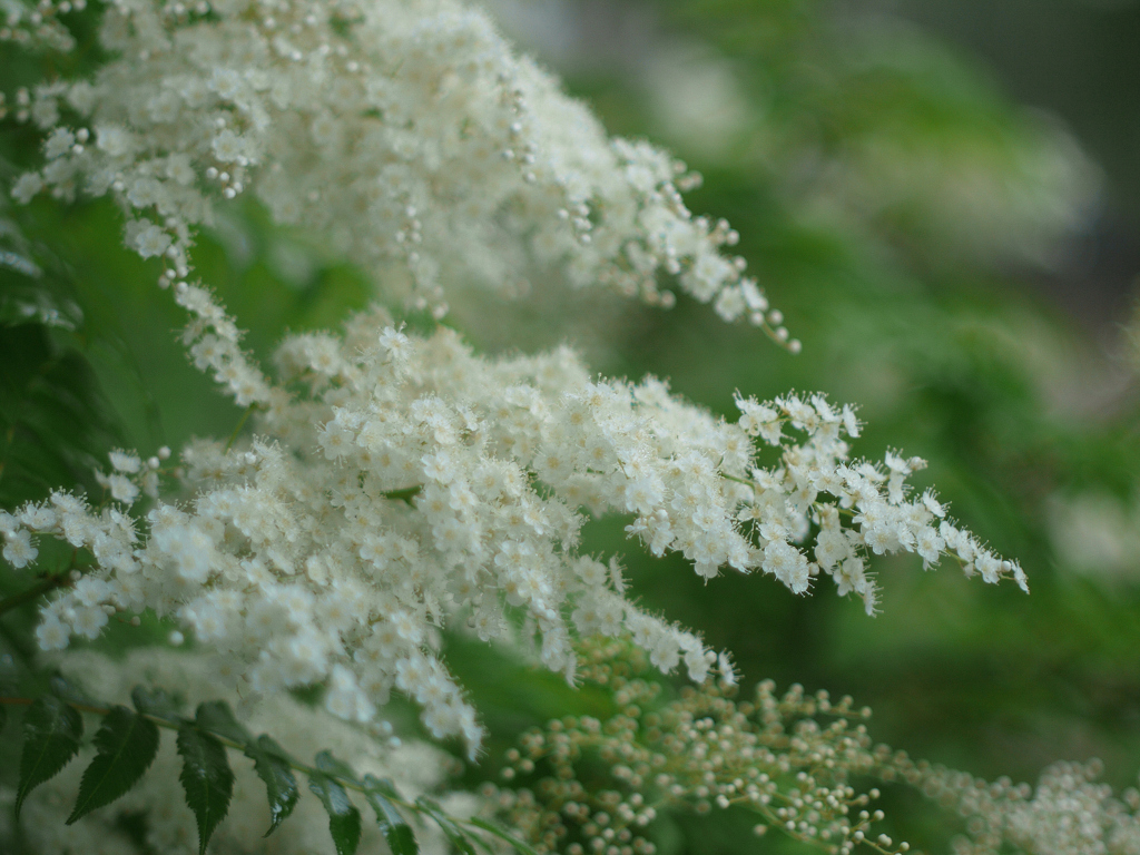 ＦＤ　garden1