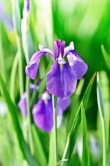Seasonal flowers.1