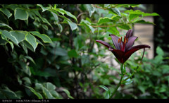 fleur d'un lis.Noir