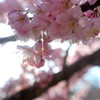 Teardrop.5