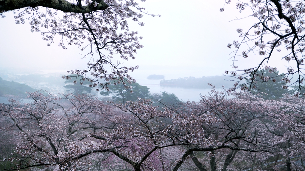 霞 桜  .