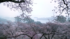 霞 桜  .