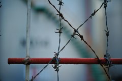 Barbed wire 6