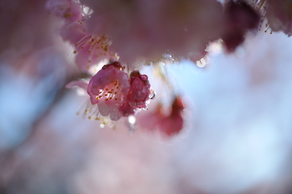 cherry blossom.3