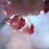 cherry blossom.3
