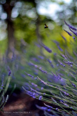 くまんばちの飛行