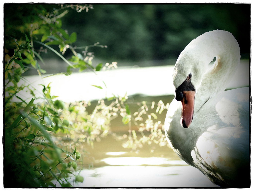 swan　eye