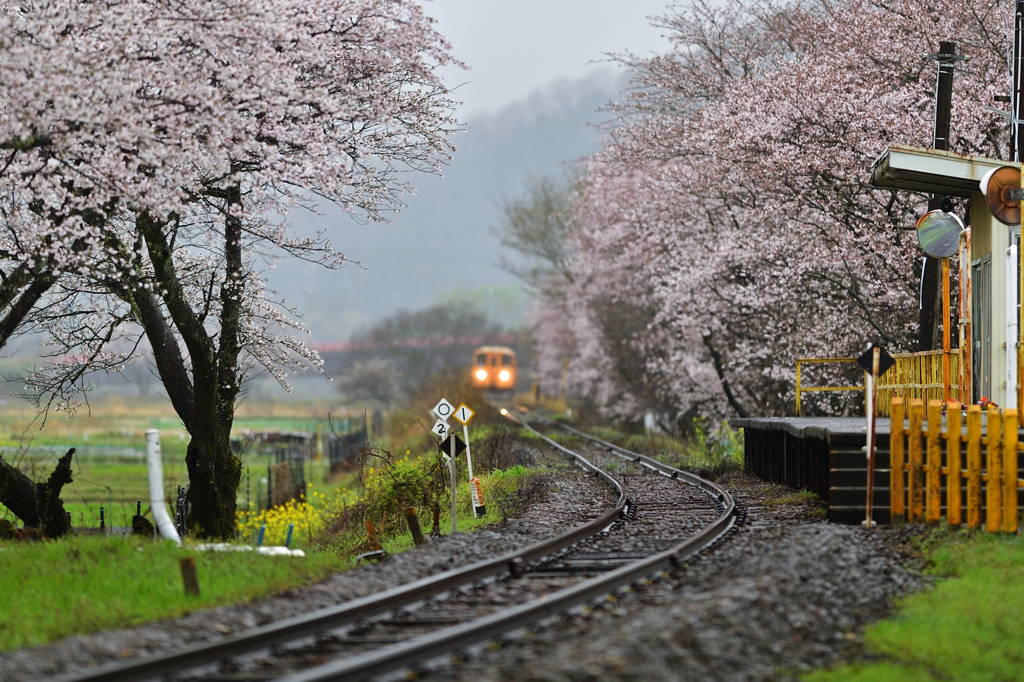 　霞 旅  .