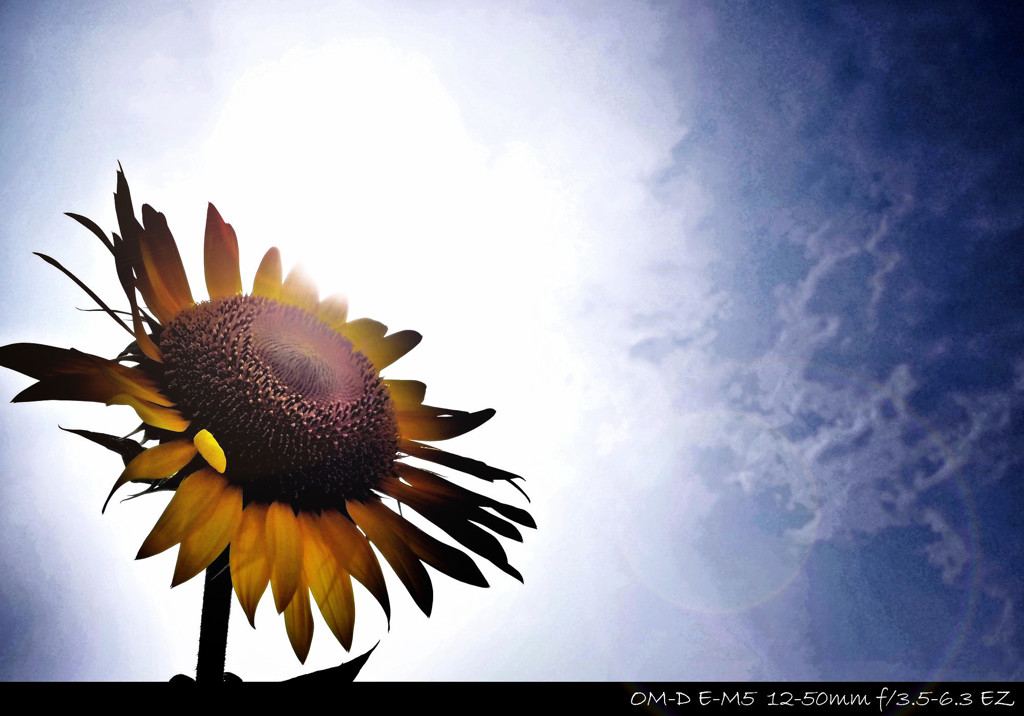 Sunflower.4
